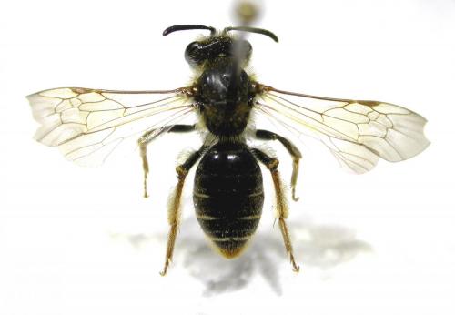 Réf. 199 387 : Andrena chrysosceles
